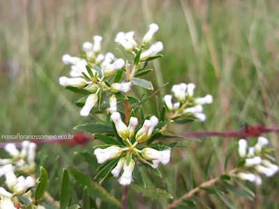 Flores femininas do alecrim-do-campo
