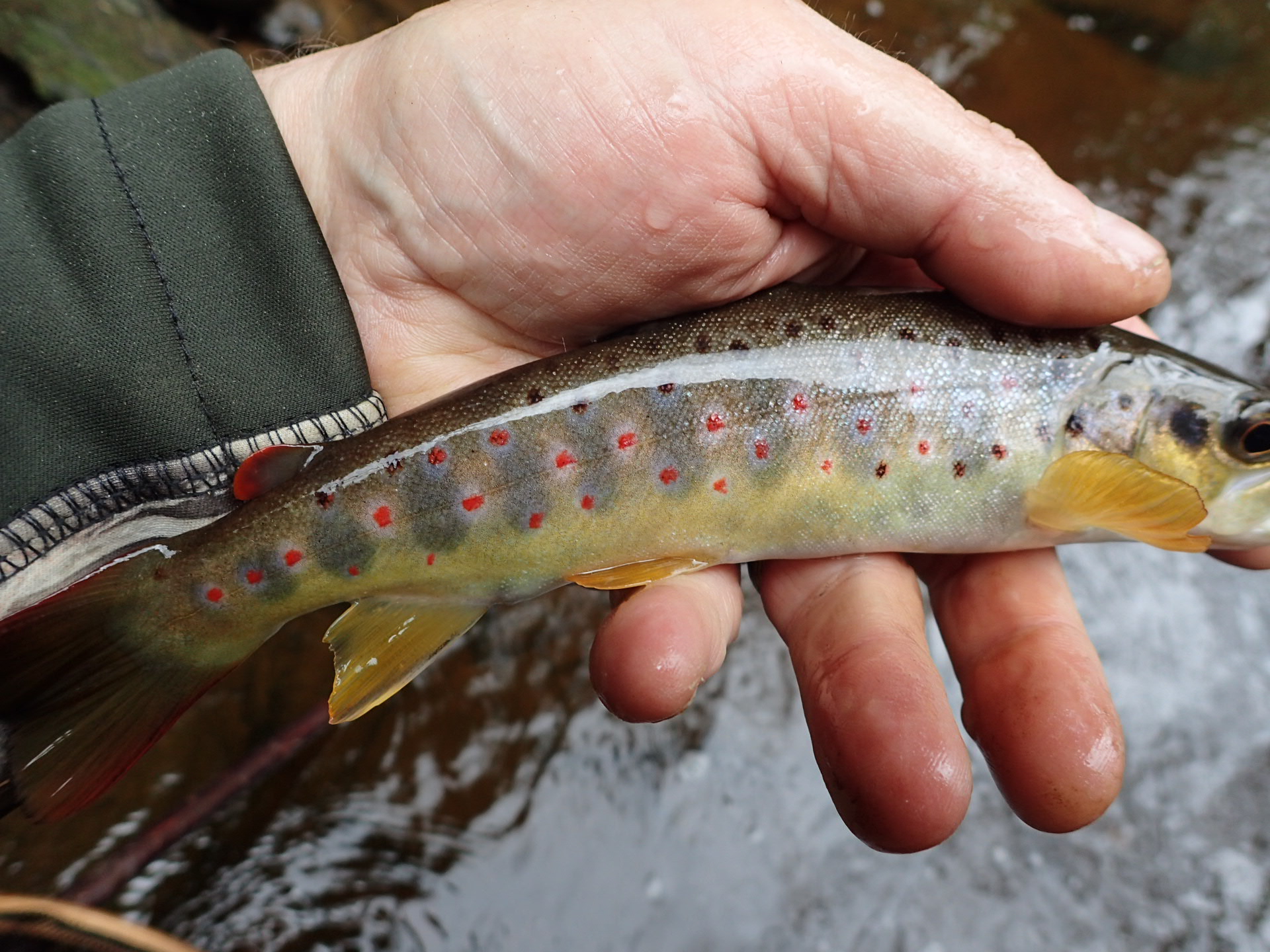 Becks and Brown Trout, Bamboo too