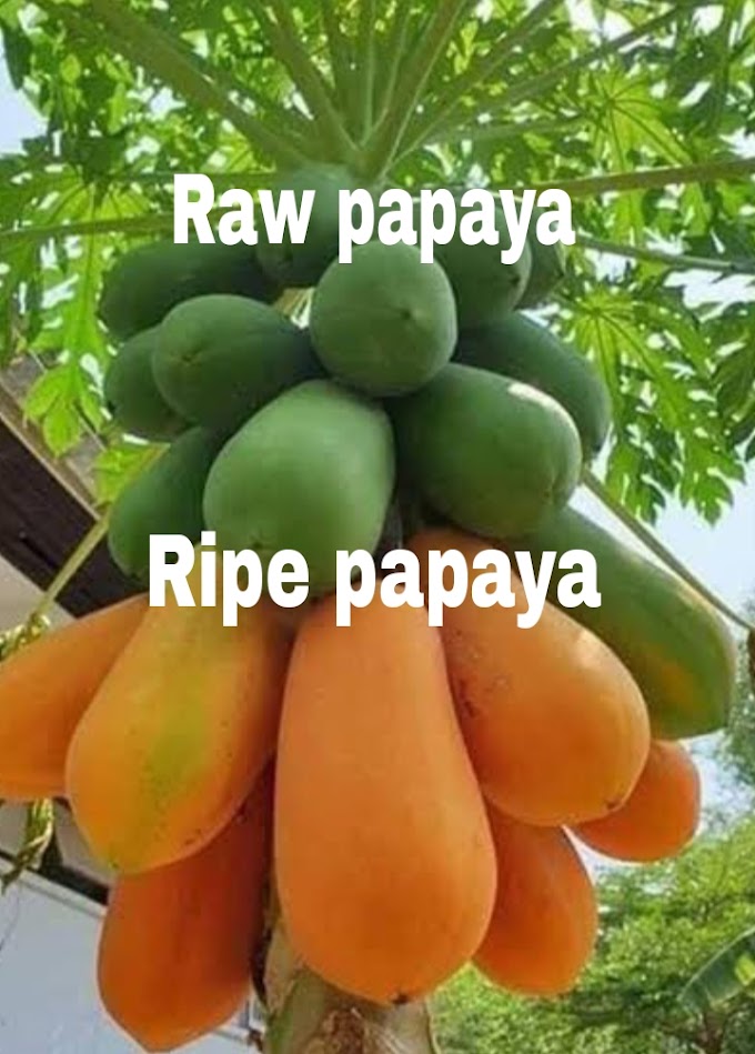 The Ultimate Guide on How to Cut and Eat a Papaya Easily