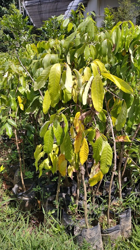 kelengkeng itoh di pekanbaru