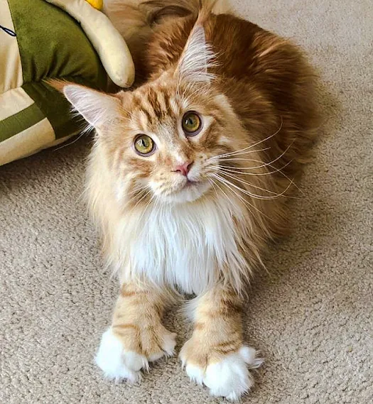 Polydactyle Maine Coon. Another inherited condition but generally harmless.