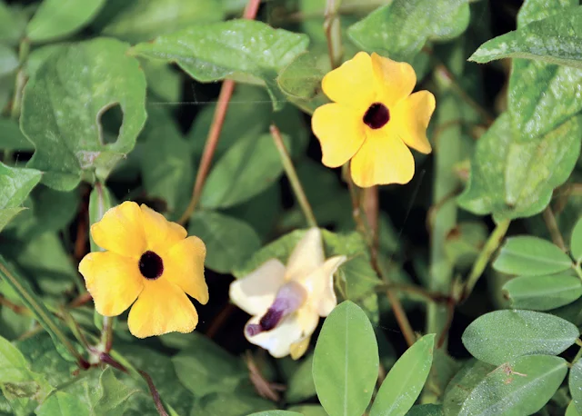 ต้นแววตา Thunbergia alata ลักษณะ วิธีปลูก ไม้เลื้อยดอกสวย