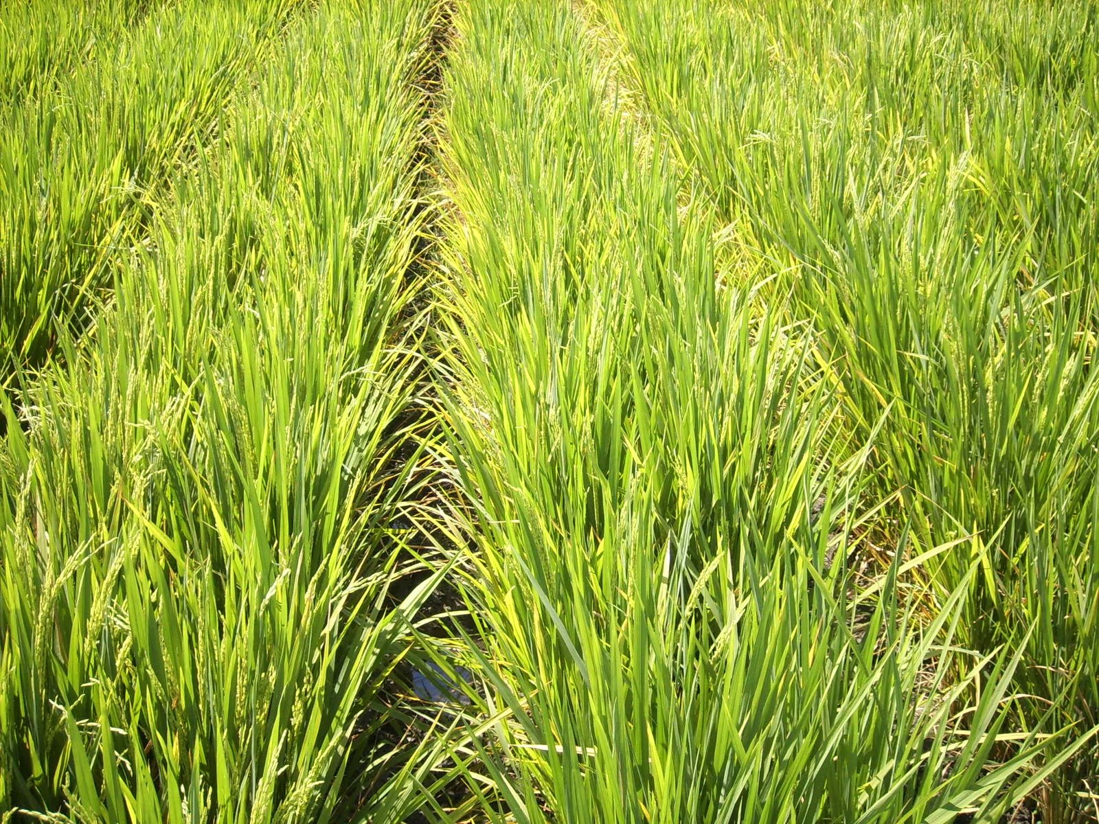 SUBHAANALLAH GALERI FOTO GAMBAR PADI  SAWAH PESAWAHAN 