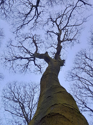 #annapensiero, outdoor, tree,trasformazioni,immersione,alba,sunrise,nebbia,sole,luce,sagome,#walkingwithmydog,connessioni, biofilia,Nature Rock Italia,#natureconnection, A casa di Anna blog, #annapisapia, annapisapia.,blogspot.com, #biofilia, Sally, mydogisdifferent, mydogiscustest, controluce