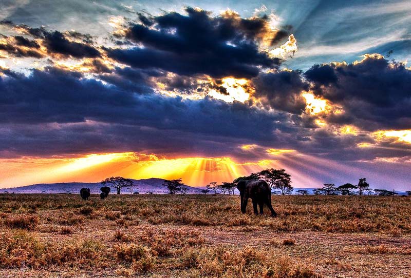 Serengeti National Park; Tanzania, Africa