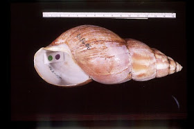 Caracol gigante africano (Achatina fulica)