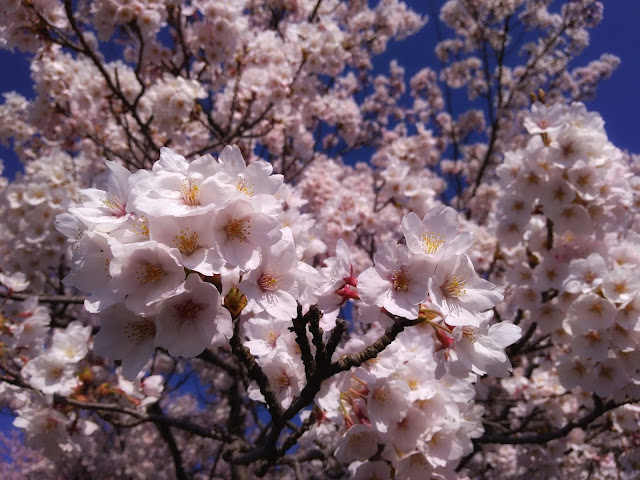 日本の桜