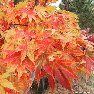 Hojas coloreadas de otoño