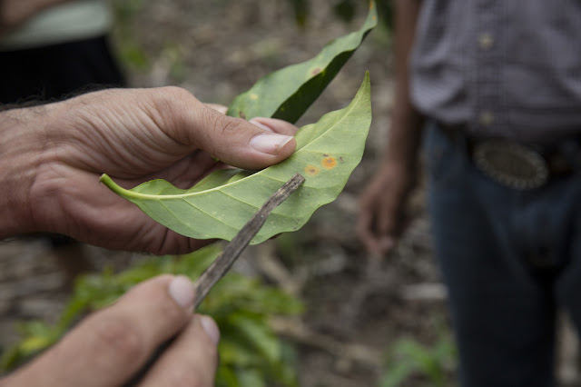 visible signs of coffee rust #WithOxfam