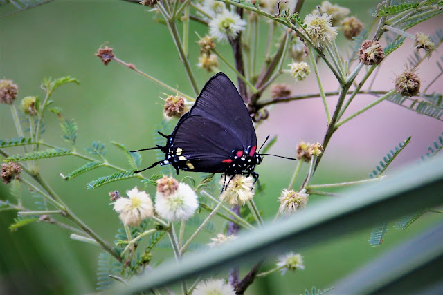 Atlides halesus