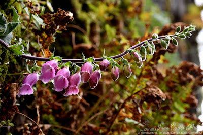 Digitalis Purpurea - Dedalera (fotografia-de-naturaleza.blogspot.com)