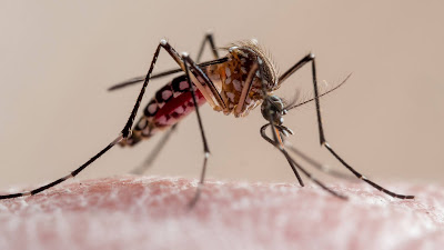 The Mosquito