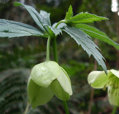 Hojas caulinares de Helleborus viridis