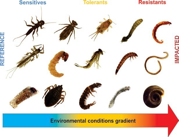 Bioindicadores