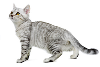 burmilla cat breed info pets animal domestic
