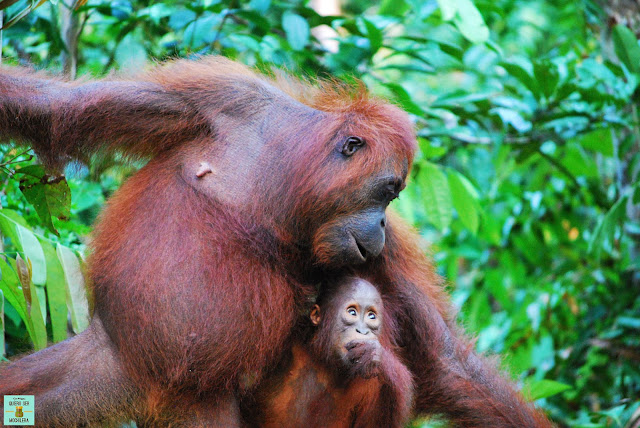 Orangutanes en el PN Tanjung Puting, Indonesia