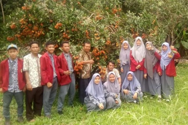 SMA N 3 LAIS MANFATKAN LAHAN DI TANAMI BUAH BUAHAN