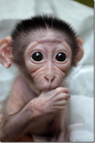 monito