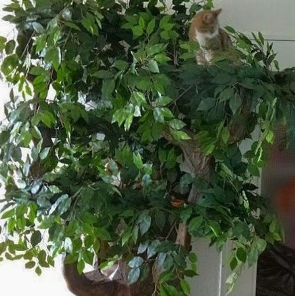 Best Cat Tree for Big Cats