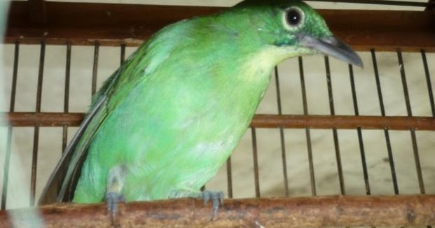 Vhian Wahyu Note Tempeh Kidul Website Perawatan Burung Cucak Ijo Cepat Gacor