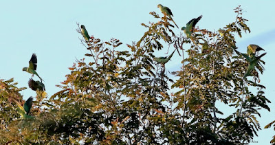 "Rose-ringed Parakeet - resident, a small flock sitting on a tree."