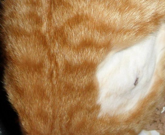 ... ginger the cat ginger cat found ginger cat images ginger cat pictures