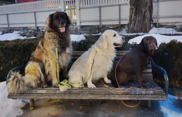 golden retriever leonberger labrador