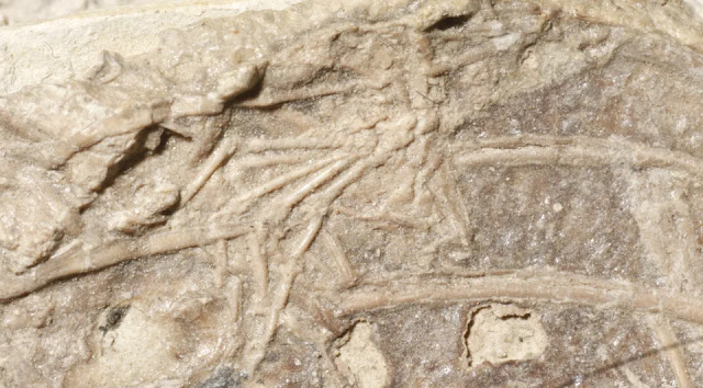Απολιθώματα που δείχνουν το πόδι ενός θηλαστικού στο πλευρό ενός Μικροράπτορα. [Credit: Dr Alex Dececchi/Mount Marty College/PA]