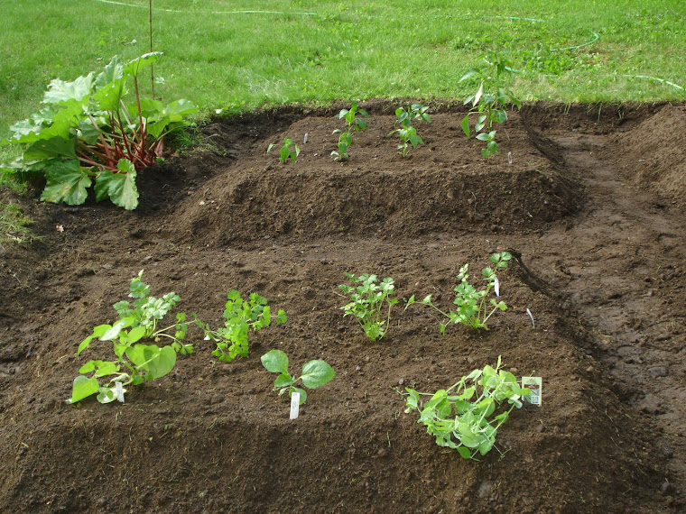 Veggie Garden Spring 2011