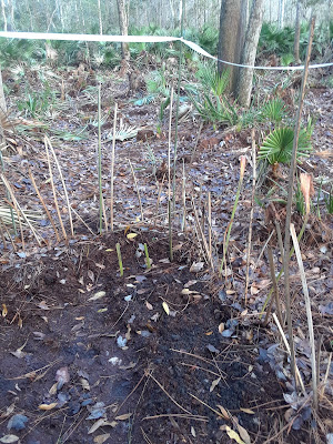 natural deer protection for garden