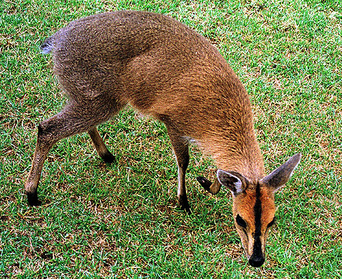 Duiker da Frente Negra ( Cephalophus nigrifrons )