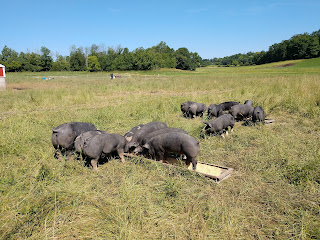 Pigs in pasture eating at trough feeder.