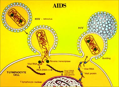 AKHIRNYA PENGOBATAN HIV  AIDS  DITEMUKAN webrizal com