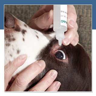 Dog Eye Drop1