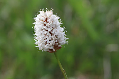 Bistorta bistortoides (alpine bistort)