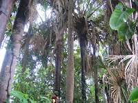 Мавриция извилистая - пальма мориче