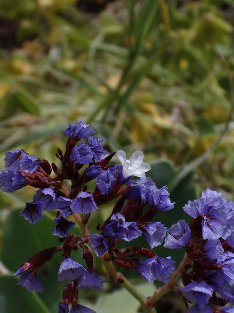 Limonium benmageci