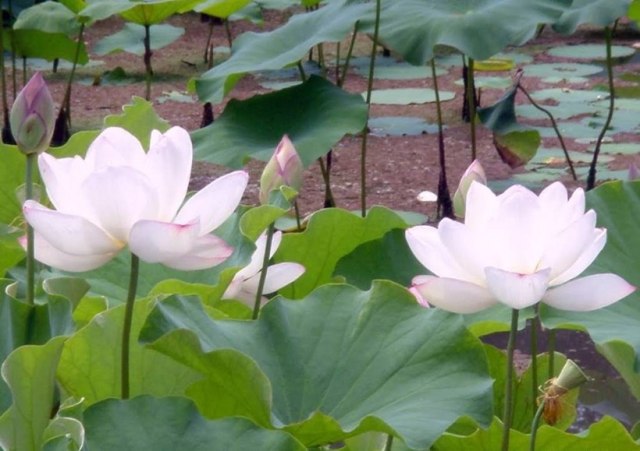 Lotus Flower Garden - Lotus Flower Images, Picture Download - Lotus flower NeotericIT.com