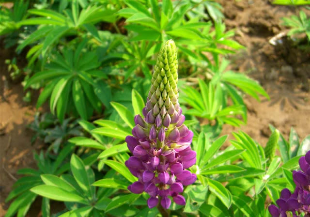 Lupine Flowers Pictures