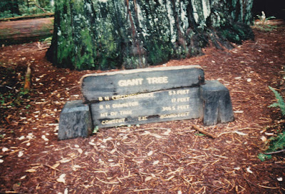 Giant Tree Sign on March 19, 1992