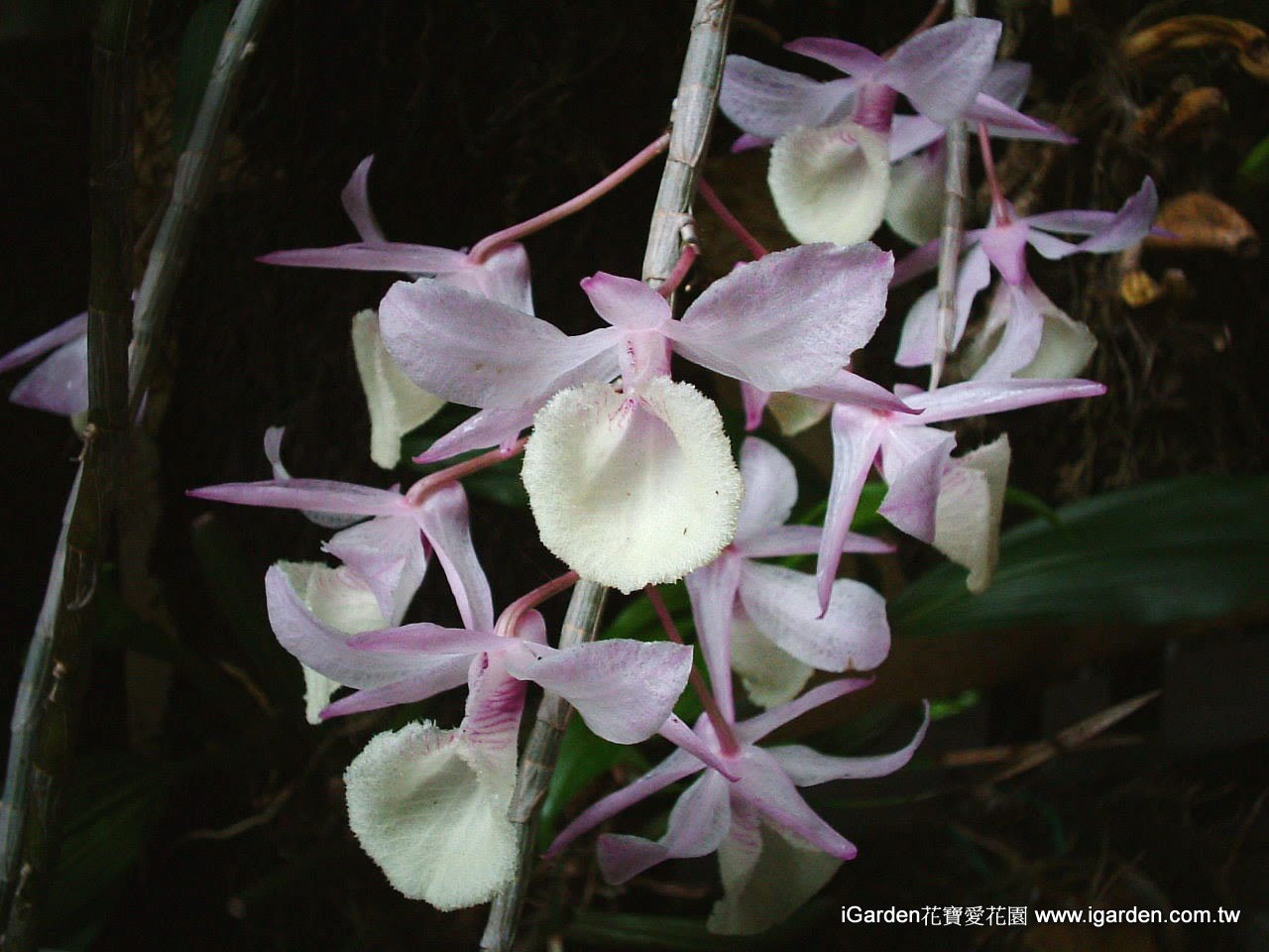 天宮石斛該怎麼整理 園藝部落格 Igarden 花寶愛花園園藝文摘plus