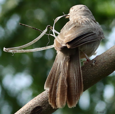 "Jungle Babbler, carrying nesting material a strand of plastic."
