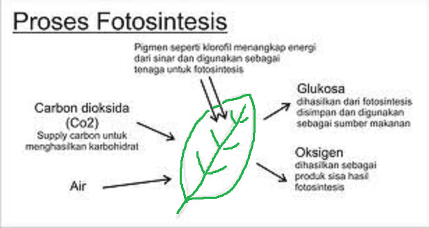  Fotosintesis  D Proses  Fotosintesis 