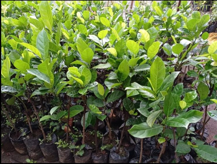 jual bibit nangka mini unggulan bengkulu Aceh