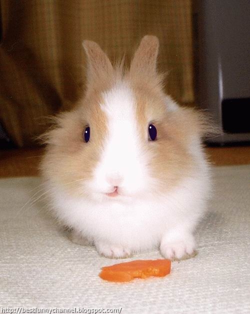 Bunny and carrot.