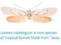 http://sciencythoughts.blogspot.co.uk/2017/12/lactura-rubritegula-new-species-of.html