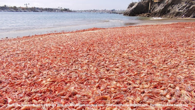 Red Crabs Wash Up In Corona Del Mar - Newport Beach California - Red Tuna Crabs