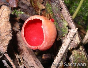 5 Klasifikasi Jamur  Beserta Ciri Ciri dan Gambar  Hedi 