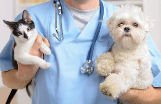 Soin de la santé de votre animal de compagnie | Comment garder votre chien ou votre chat en bonne santé et heureux