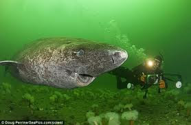 Greenland Shark